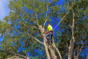 What Does a Tree Service Do?